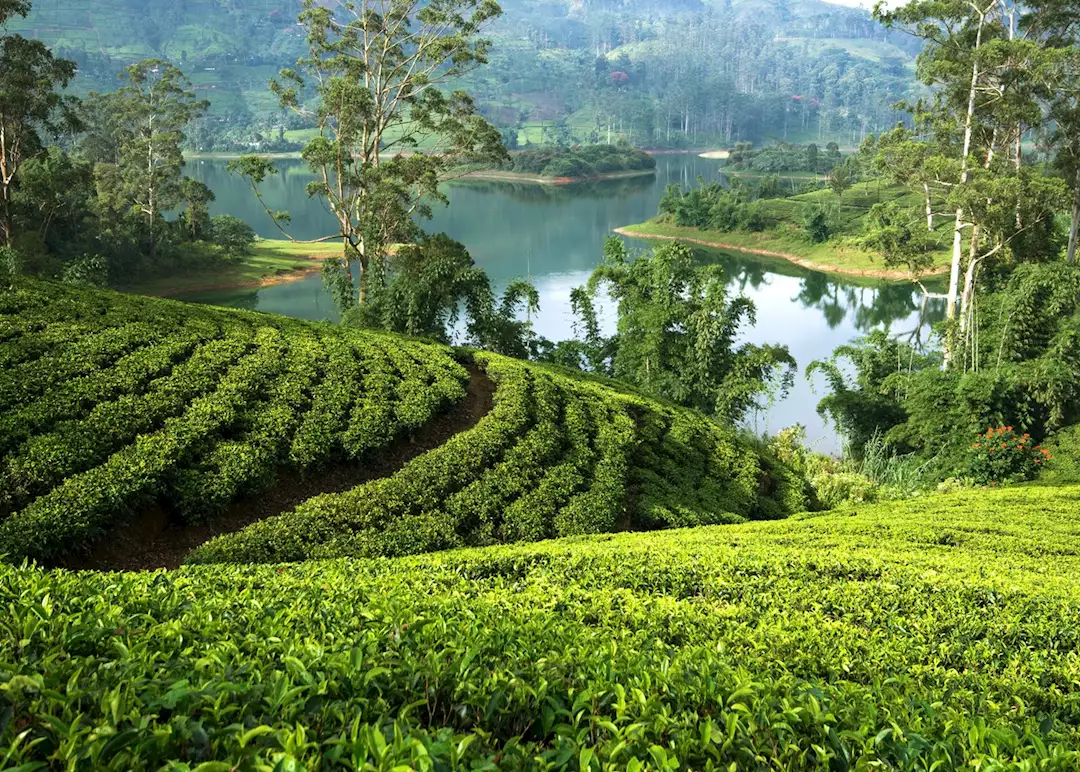 Tea country with the mountains behind
