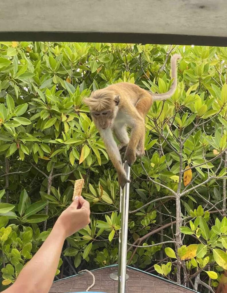 A toque macaque taking food from a hand in the mangroves
