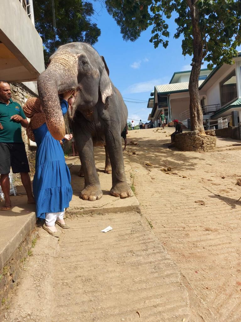 Meeting a temple elephant on a village street