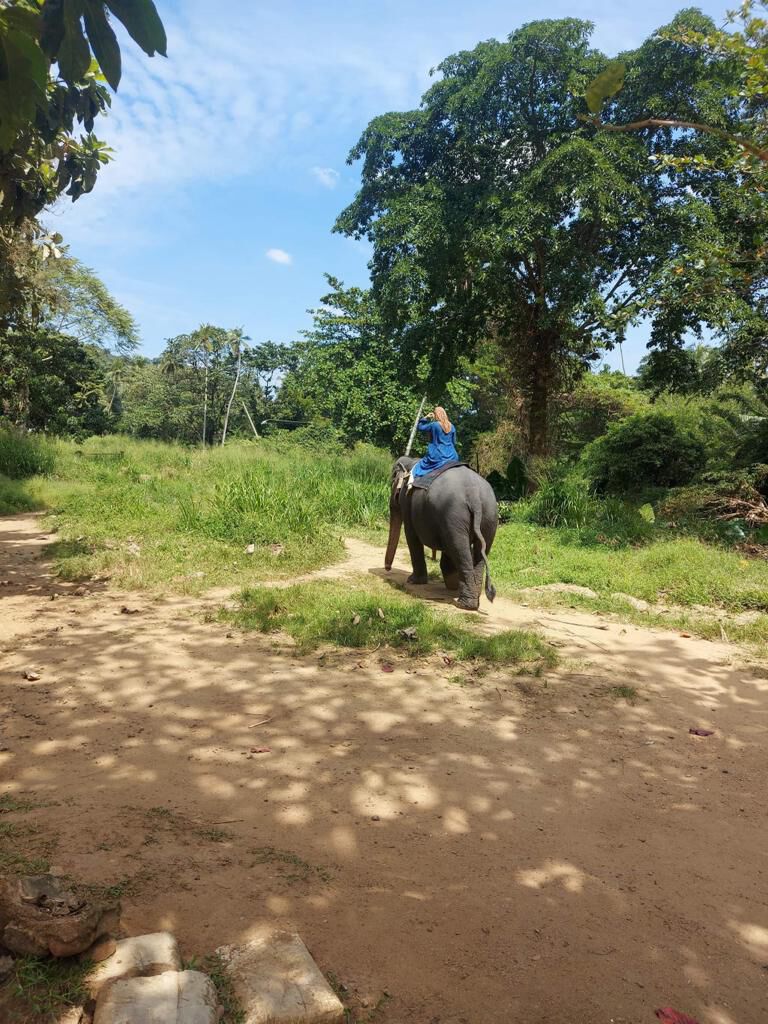 A mahout riding an elephant along a village track