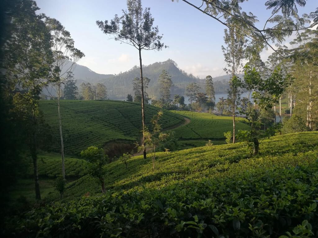 Tea terraces above a reservoir in the hill country