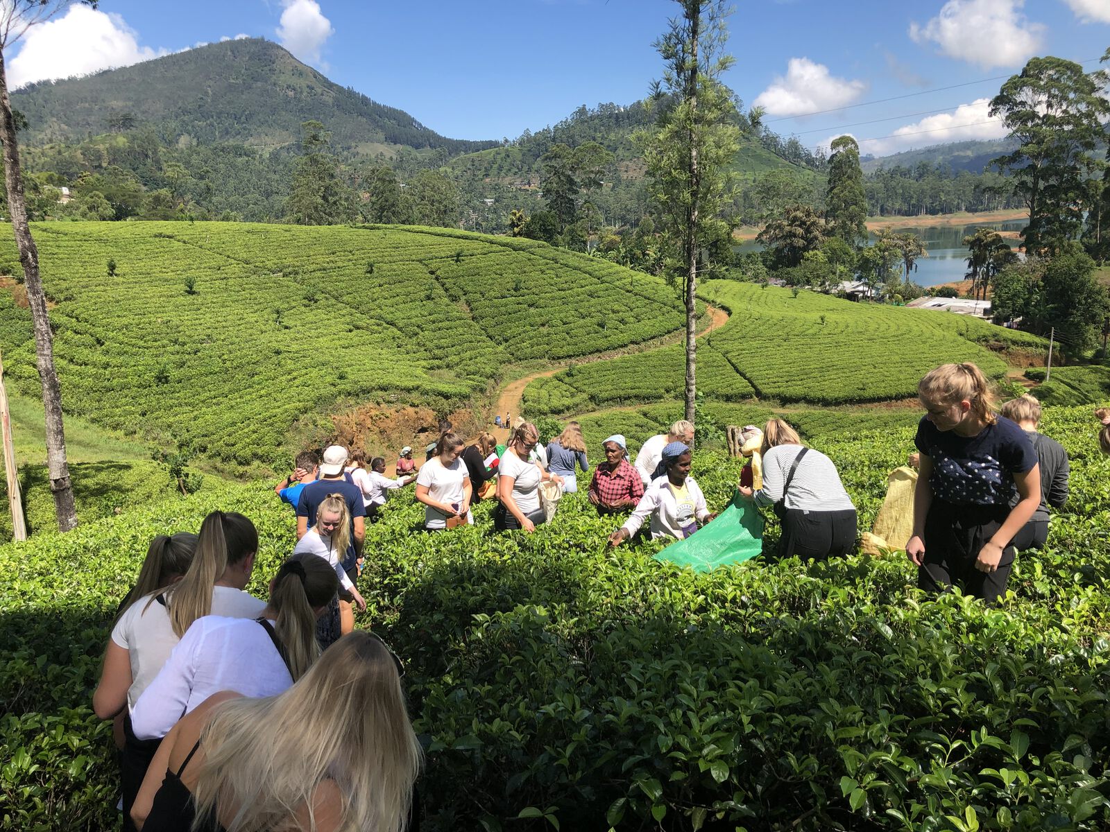 A group among the tea bushes in the hill country