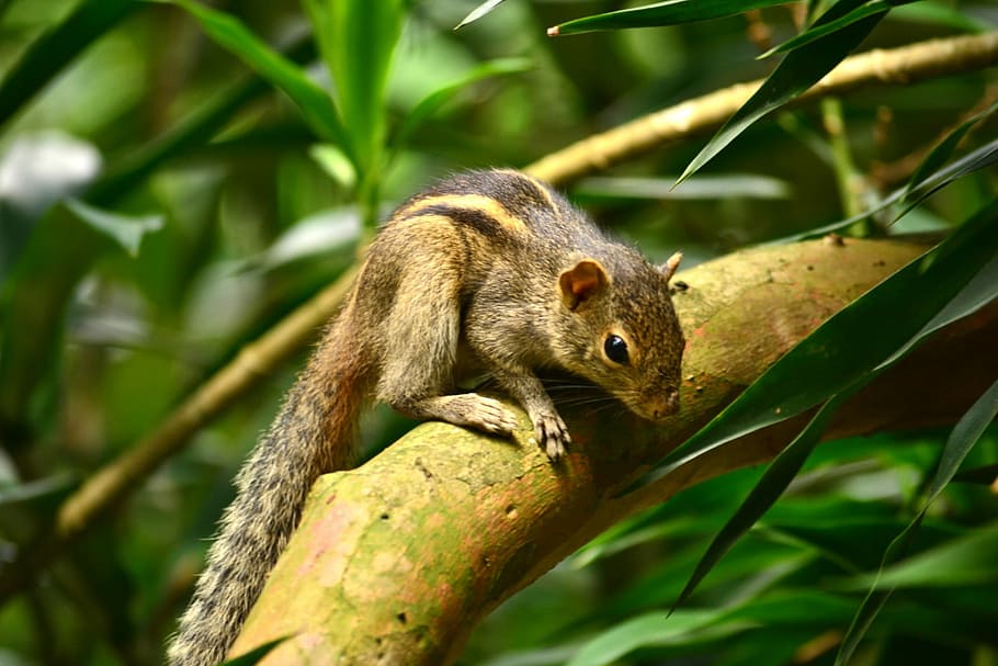 sri-lanka-tours